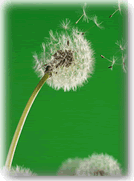 dandelion.gif