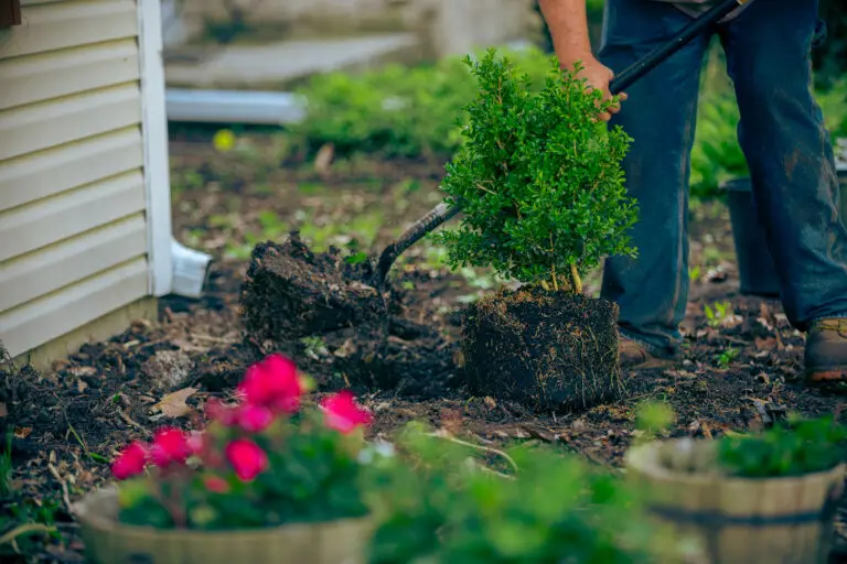 Landscaping plotting plant in soil.