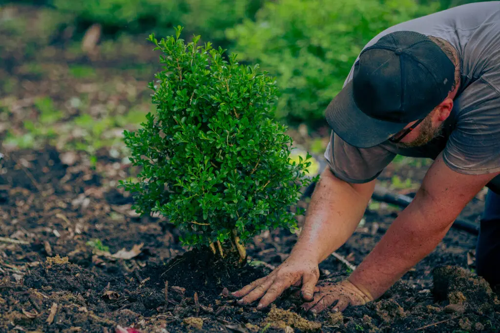 Landscaping tree planting