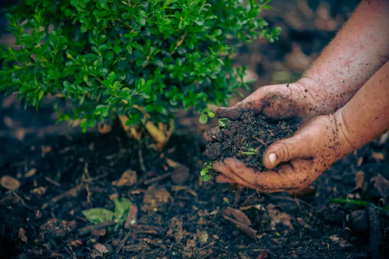 landscaping soil using hands