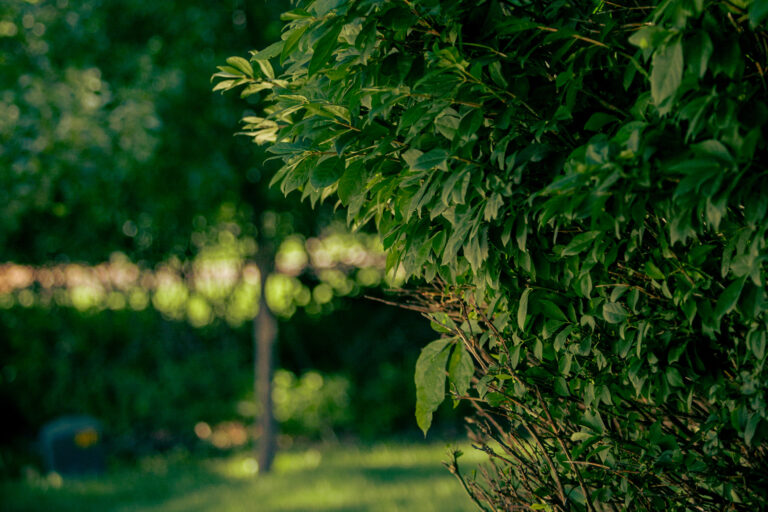 Pro-Mow Tree Shrub Treatment